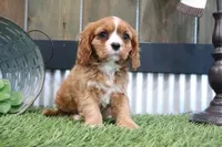Edison, a male Cavalier King Charles Spaniel for sale in Charm, OH – 4 of 4