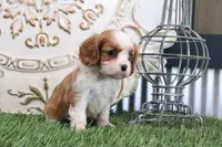 Romeo, a male Cavalier King Charles Spaniel for sale in Charm, OH – 5 of 5