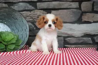 Paisley, a female Cavalier King Charles Spaniel for sale in Charm, OH – 2 of 5