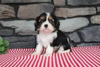 Emma, a male Cavalier King Charles Spaniel for sale in Charm, OH – 2 of 4