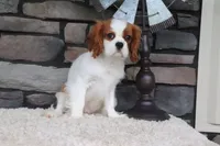 Ace, a male Cavalier King Charles Spaniel for sale in Charm, OH – 6 of 9