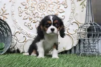 Bentley, a male Cavalier King Charles Spaniel for sale in Charm, OH – 5 of 5