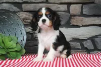 Gracie, a female Cavalier King Charles Spaniel for sale in Charm, OH – 5 of 5