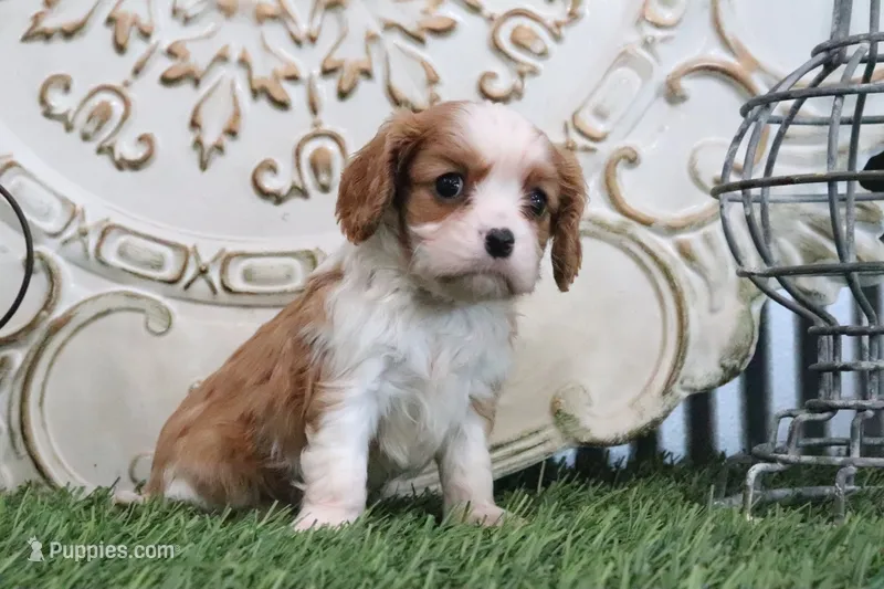 Romeo – Cavalier King Charles Spaniel puppy for sale in Charm, OH