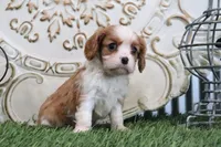 Romeo, a male Cavalier King Charles Spaniel for sale in Charm, OH – 1 of 5