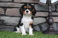 Duchess, a female Cavalier King Charles Spaniel for sale in Charm, OH – 10 of 10