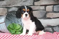Dottie, a female Cavalier King Charles Spaniel for sale in Charm, OH – 4 of 7