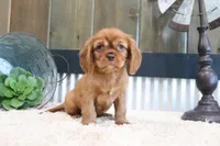 Davey, a male Cavalier King Charles Spaniel for sale in Charm, OH – 3 of 4