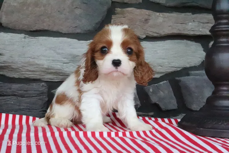 Jasmine – Cavalier King Charles Spaniel puppy for sale in Charm, OH