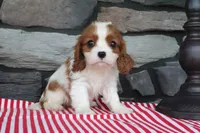 Jasmine, a female Cavalier King Charles Spaniel for sale in Charm, OH – 1 of 4