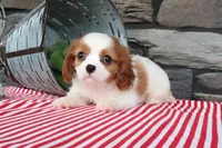 Otis, a male Cavalier King Charles Spaniel for sale in Charm, OH – 3 of 5