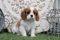 Charlotte, a male Cavalier King Charles Spaniel for sale in Charm, OH – 2 of 5