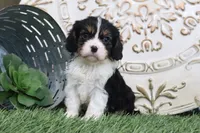 Rufus, a male Cavalier King Charles Spaniel for sale in Charm, OH – 4 of 5