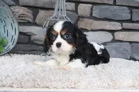 Kermit, a male Cavalier King Charles Spaniel for sale in Charm, OH – 2 of 4