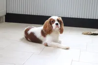 Owen, a male Cavalier King Charles Spaniel for sale in Charm, OH – 7 of 7