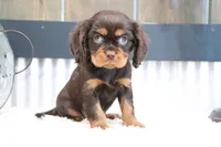 Dewey, a male Cavalier King Charles Spaniel for sale in Charm, OH – 3 of 5
