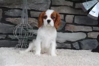 Ace, a male Cavalier King Charles Spaniel for sale in Charm, OH – 8 of 9