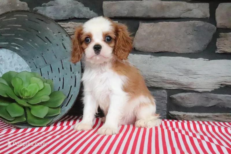 Polo – Cavalier King Charles Spaniel puppy for sale in Charm, OH