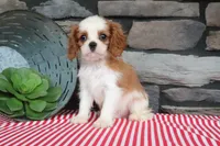 Polo, a male Cavalier King Charles Spaniel for sale in Charm, OH – 1 of 6