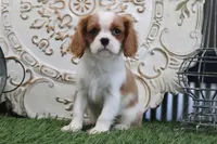 Arnie, a male Cavalier King Charles Spaniel for sale in Charm, OH – 4 of 4