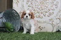 processed/a9ee9470-569d-400c-952a-49a4b8ea71ec/listing/c174dc18-4eef-44e7-8303-3922b8f5b502/14fe2891-d901-437c-856c-3dd3d23ada82