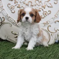 Manny, a male Cavalier King Charles Spaniel for sale in Charm, OH – Photo 4 of 5