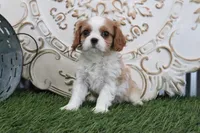 processed/a9ee9470-569d-400c-952a-49a4b8ea71ec/listing/c174dc18-4eef-44e7-8303-3922b8f5b502/32dcd128-ddf9-4987-9bdd-8554c7476273