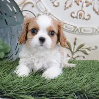 Manny, a male Cavalier King Charles Spaniel for sale in Charm, OH – Photo 1 of 5