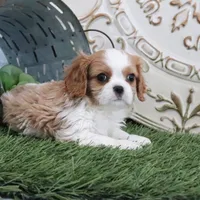 Manny, a male Cavalier King Charles Spaniel for sale in Charm, OH – Photo 5 of 5
