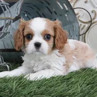Manny, a male Cavalier King Charles Spaniel for sale in Charm, OH – Photo 3 of 5