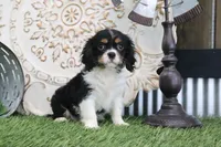 Kyra, a female Cavalier King Charles Spaniel for sale in Charm, OH – 4 of 7