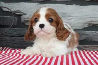 Jasmine, a female Cavalier King Charles Spaniel for sale in Charm, OH – 3 of 4