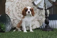 Dewey, a female Cavalier King Charles Spaniel for sale in Charm, OH – 4 of 5