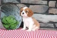 Oliver, a male Cavalier King Charles Spaniel for sale in Charm, OH – 2 of 5