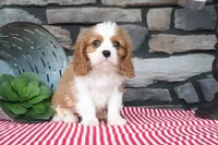 Jimbo, a female Cavalier King Charles Spaniel for sale in Charm, OH – 3 of 4