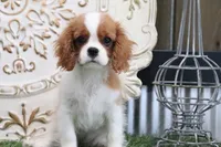 Ursula, a female Cavalier King Charles Spaniel for sale in Charm, OH – 2 of 4