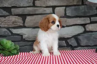 Douglas, a female Cavalier King Charles Spaniel for sale in Charm, OH – 4 of 5