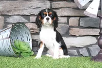 Darcy, a female Cavalier King Charles Spaniel for sale in Charm, OH – 4 of 6