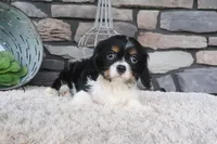 Kyra, a female Cavalier King Charles Spaniel for sale in Charm, OH – 4 of 5