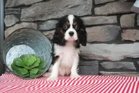 Kermit, a male Cavalier King Charles Spaniel for sale in Charm, OH – 3 of 4