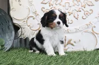 Leo, a male Cavalier King Charles Spaniel for sale in Charm, OH – Photo 3 of 4
