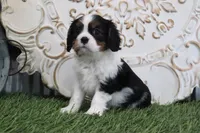 Leo, a male Cavalier King Charles Spaniel for sale in Charm, OH – Photo 2 of 4