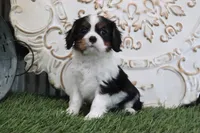 Leo, a male Cavalier King Charles Spaniel for sale in Charm, OH – Photo 1 of 4