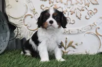 Leo, a male Cavalier King Charles Spaniel for sale in Charm, OH – Photo 4 of 4