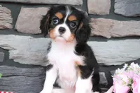 Duchess, a female Cavalier King Charles Spaniel for sale in Charm, OH – 4 of 5