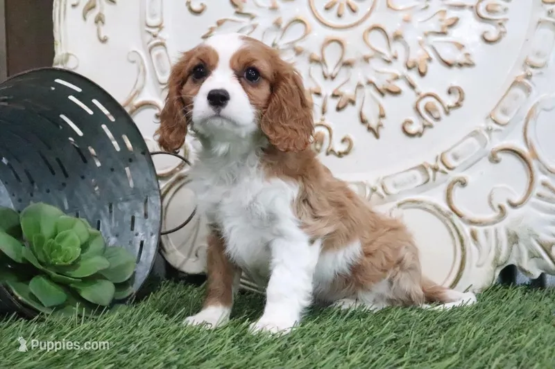 Pebbles, a male Cavalier King Charles Spaniel for sale in Charm, OH – Photo 1 of 5
