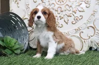 Pebbles, a male Cavalier King Charles Spaniel for sale in Charm, OH – Photo 1 of 5