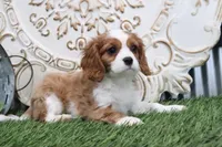 Pebbles, a male Cavalier King Charles Spaniel for sale in Charm, OH – Photo 3 of 5