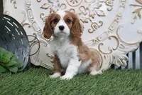 Pebbles, a male Cavalier King Charles Spaniel for sale in Charm, OH – Photo 4 of 5