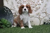 Pebbles, a male Cavalier King Charles Spaniel for sale in Charm, OH – Photo 5 of 5